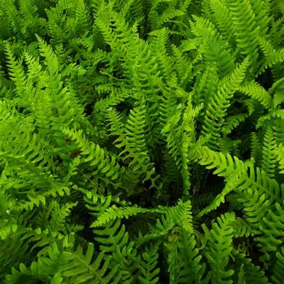 Blechnum spicant - dubbelloof varen