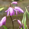 Aardorchidee, Hyacint-orchidee - Bletilla striata