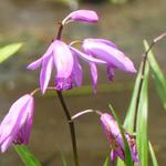 Bletilla striata - Aardorchidee, Hyacint-orchidee
