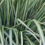 Calamagrostis x acutiflora 'Avalanche' - Struisriet