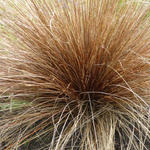 Carex buchananii - Zegge - Carex buchananii