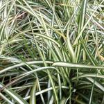 Carex ornithopoda 'Variegata' - Zegge, Vogelzegge - Carex ornithopoda 'Variegata'