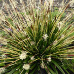 Carex oshimensis 'JS Greenwell' - Zegge