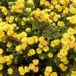 Chrysanthemum Indicum  'Bienchen' - Herfstchrysanten