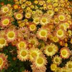 Chrysanthemum indicum 'Dernier Soleil' - Chrysant - Chrysanthemum indicum 'Dernier Soleil'