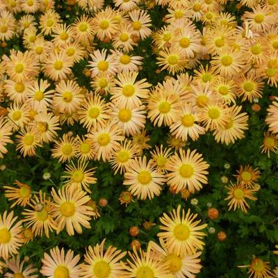 Chrysant - Chrysanthemum rubellum 'Mary Stoker'