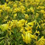 Helmbloem - Corydalis lutea