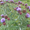 Artisjok - Cynara scolymus