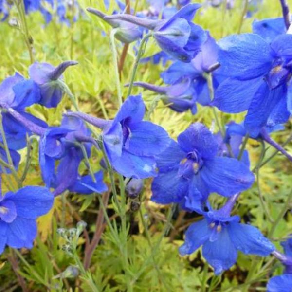 Ridderspoor - Delphinium grandiflorum 'Blauer Zwerg'