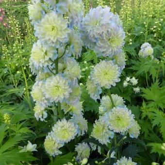 Delphinium elatum HIGHLANDER 'Moon Light'