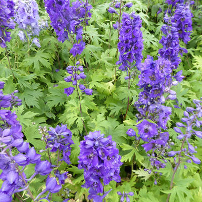 Delphinium 'Black Knight' - Ridderspoor