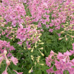 Delphinium ruysii' Pink Sensation - Ridderspoor