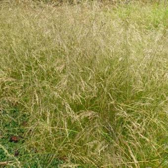 Deschampsia cespitosa 'Schottland'