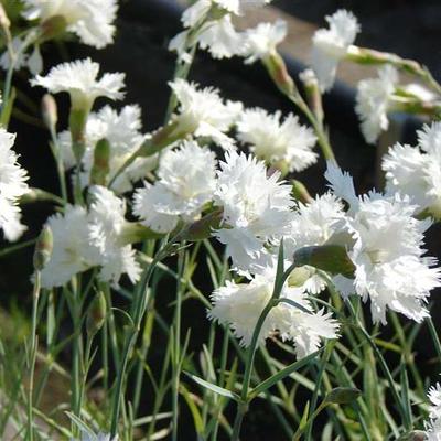 Grasanjer - Dianthus plumarius 'Mrs Sinkins'