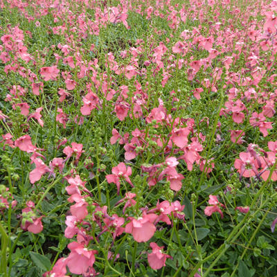 Elfenspoor - Diascia fetcaniensis