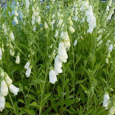 Vingerhoedskruid - Digitalis purpurea 'Snow Thimble'