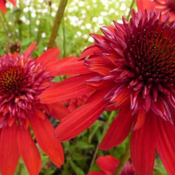 perzik Huis strak Rode zonnehoed - Echinacea purpurea 'Eccentric' - Vaste planten - Planten  online kopen | Tuinadvies