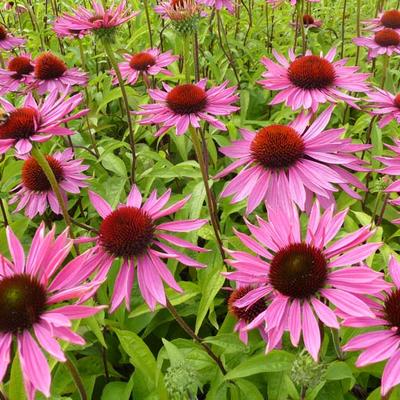 Rode zonnehoed - Echinacea purpurea 'Ruby Giant'