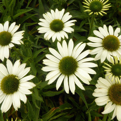 Rode zonnehoed - Echinacea SUNSEEKERS 'White'