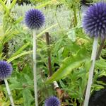 Echinops ritro 'Veitch's Blue' - Kogeldistel