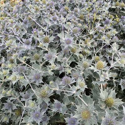 Blauwe zeedistel - Eryngium maritimum