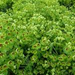 Euphorbia amygdaloides 'Kolibri' - Amandelwolfsmelk