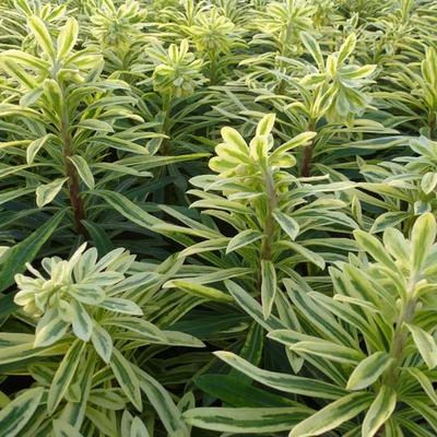 Wolfsmelk - Euphorbia characias subsp. characias 'Burrow Silver'