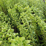 Euphorbia characias 'Forescate' - Wolfsmelk