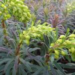 Euphorbia characias 'Purple and Gold' - Wolfsmelk