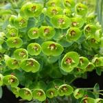 Euphorbia x martinii 'Baby Charm' - Wolfsmelk