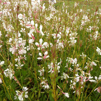 Prachtkaars - Gaura lindheimeri 'Madonna'