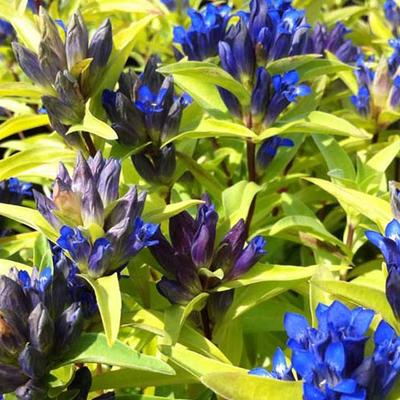 Kruisbladgentiaan - Gentiana cruciata