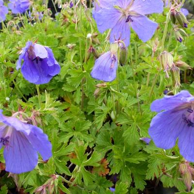Ooievaarsbek - Geranium himalayense 'Irish Blue'
