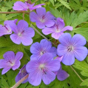 Geranium 'Blue Sunrise'