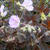 Geranium maculatum 'Elizabeth Ann'