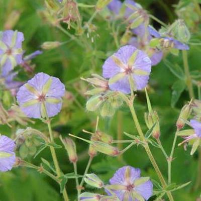 Ooievaarsbek - Geranium phaeum 'JS Blauwvoet'