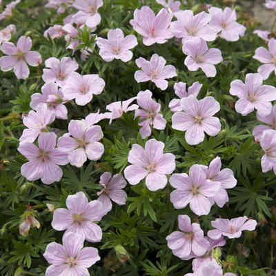 Ooievaarsbek - Geranium sanguineum 'Pink Pouffe'