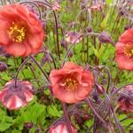 Geum rivale 'Flames of Passion' - Nagelkruid