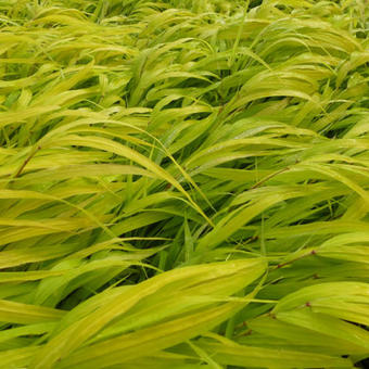 Hakonechloa macra 'All Gold'