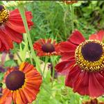 Helenium 'Red Army' - Zonnekruid - Helenium 'Red Army'