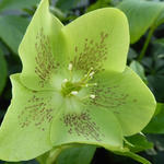 Helleborus orientalis 'Green Spotted' - Nieskruid