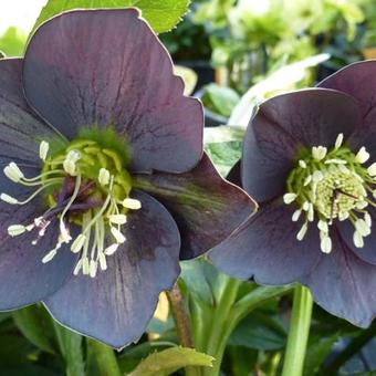 Helleborus orientalis 'Slaty Blue Strain'