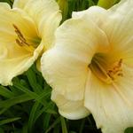 Hemerocallis 'Precious d'Oro' - Daglelie - Hemerocallis 'Precious d'Oro'