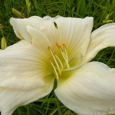 Daglelie - Hemerocallis 'Serena Madonna'