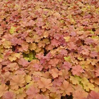 Heuchera 'Caramel'