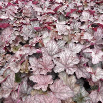 Heuchera 'Cascade Dawn'