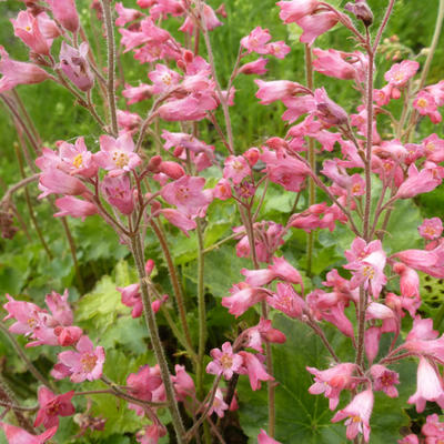 Purperklokje - Heuchera sanguinea 'Bressingham Hybrids'