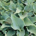 Hartlelie/Funkia - Hosta 'Flemish Sky'