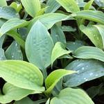 Hartlelie/Funkia - Hosta 'Fragrant Blue'