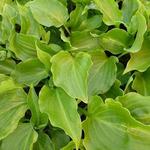 Hosta 'Invincible' - Hartlelie/Funkia - Hosta 'Invincible'